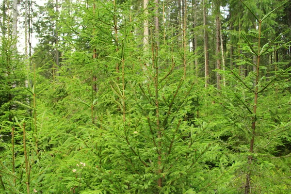 Дикий Зеленый Лес Высокими Ели Тайге Плотный Лес Хвойное Дерево — стоковое фото