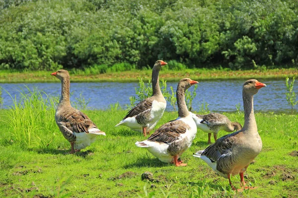 Oies Sur Prairie Près Rivière Vol Oies Blanches Sur Herbe — Photo