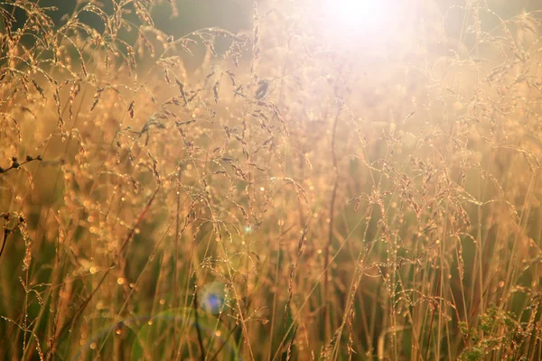 フィールドの草と太陽の夜明けの光でクモの巣の夏風景 夜明けの夏の畑 夜明けの草の上の露の滴 セピアの夏の畑 — ストック写真