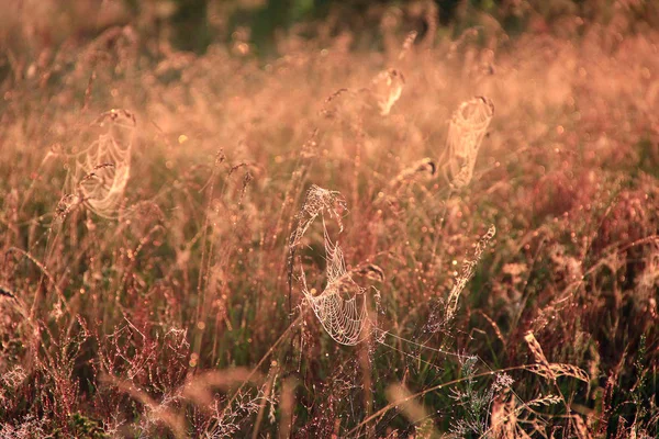 夜明けで太陽光のフィールド内のブレード間で大きな Cowweb 夜明けの太陽光線で夏の畑に蜘蛛の巣 夜明けの夏の畑 夜明けの草の上の露の滴 セピアの夏の畑 — ストック写真