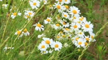 Yaz tarlasında çiçek açan beyaz papatyalar. Beyaz papatyalı güzel bir buket. Papatya çiçeği. Yazın beyaz tarla çiçekleri.