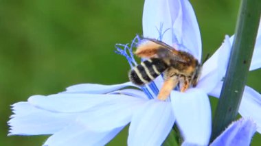 Makro arı mor Cichorium çiçek açan çiçek üzerinde oturuyor. Ortak arı. Küçük arı nektarı Cichorium narin çiçeğin üzerinde toplama closeup. Faydalı böcek
