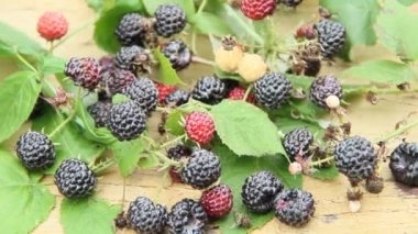 Siyah Ahududu meyveleri ürün. Olgun Rubus occidentalis kova. Taze ve tatlı siyah Ahududu dolu kova. Olgun ahududu closeup. Hasat Rubus occidentalis