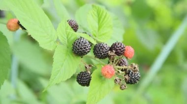 Siyah Ahududu meyveleri bush asmak. Olgun Rubus occidentalis dalı. Olgun ahududu closeup. Rubus occidentalis hasat. Seçici odak
