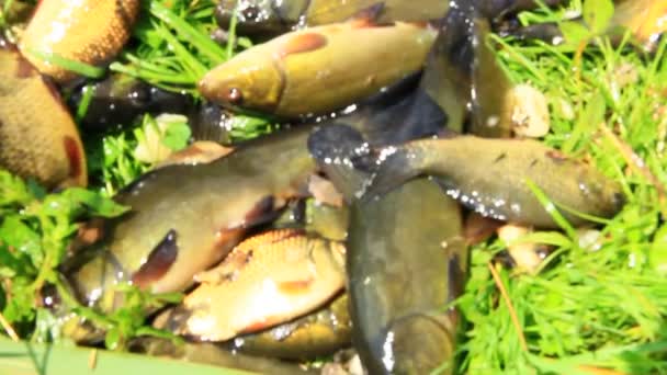 Kadife Balığı Yakaladı Crucians Başarılı Balık Tutma Zengin Balıkları Yakalamak — Stok video