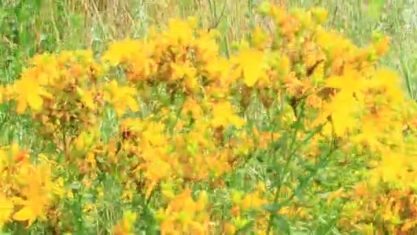 Flores Amarillas Hierba Medicinal San Juan Floreciendo Campo Flores Medicinales — Vídeos de Stock