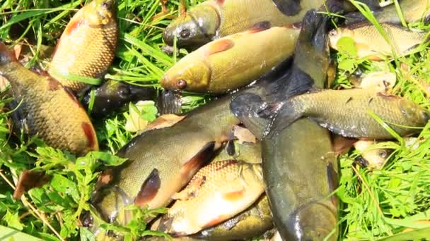 Apanhei Tenca Crucistas Pesca Bem Sucedida Captura Rica Peixes Pesca — Vídeo de Stock