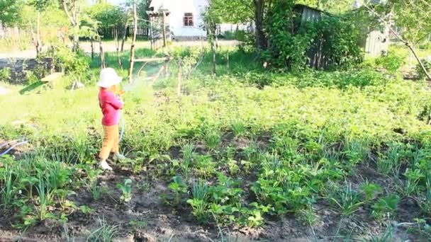 女の子は夏の庭園とベッドに水をまきます オーチャード灌漑 子供は 夏の暑い日にベッドの庭に水をまきます 外小さな女の子の水生植物 — ストック動画