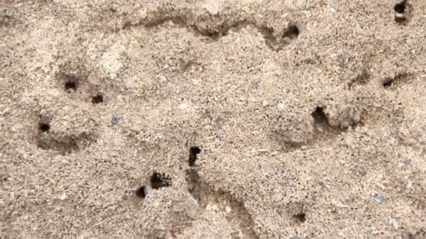 Ormandaki Büyük Karınca Tepesinde Fırtınalı Bir Hayat Karınca Kolonisi Olan — Stok video