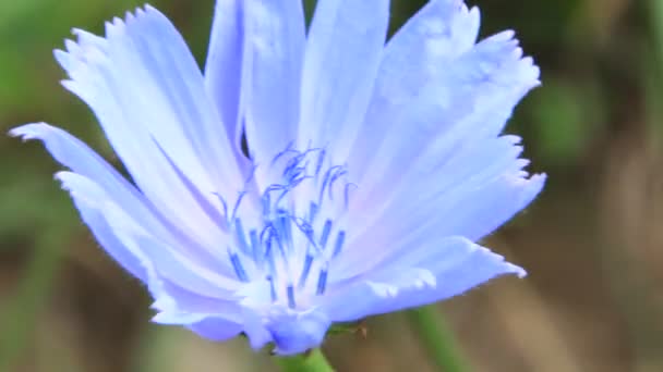 Mooie Blauwe Bloem Van Cichorium Bloeien Landelijke Locatie Medicinale Bloemen — Stockvideo