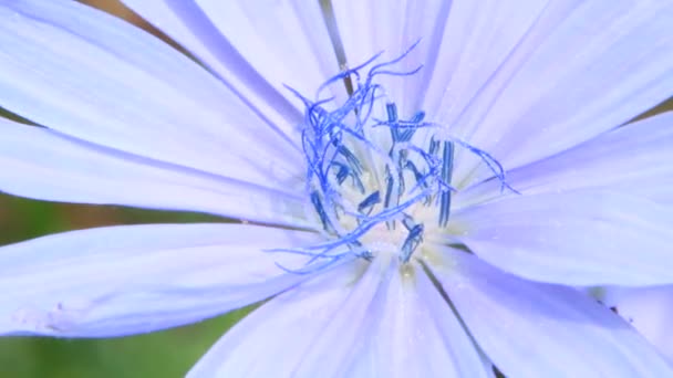 Beautiful Blue Flowers Cichorium Blooming Rural Path Medicinal Flower Growing — Stock Video