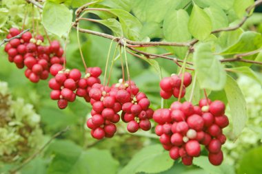 Kırmızı schisandra dallarında. Olgun schizandra kümeleri. Faydalı bitki ürün. Kırmızı schizandra satır yeşil dalı üzerinde dur. Schizandra chinensis bitki meyve dalı ile. Schizandra omija Kore