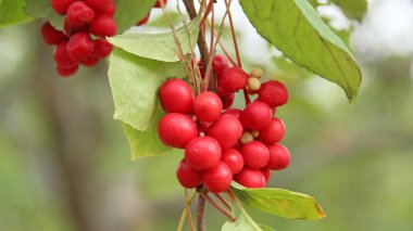 Branches of red schisandra. Clusters of ripe schizandra. Crop of useful plant. Red schizandra hanging on green branch. Schizandra chinensis plant with fruits on branch. Schizandra omija of Korea clipart