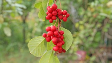 Kırmızı schisandra dallarında. Olgun schizandra kümeleri. Faydalı bitki ürün. Kırmızı schizandra yeşil dalda asılı. Schizandra chinensis bitki meyve dalı ile. Schizandra omija Kore