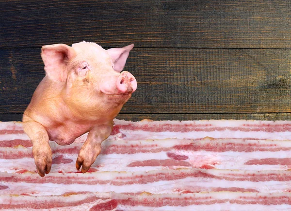 Pig looking out over layers of lards on dark wooden background. Sign-board for butcher\'s shop. Meat sale. Raw pork meat. Pieces of fresh pork in shop