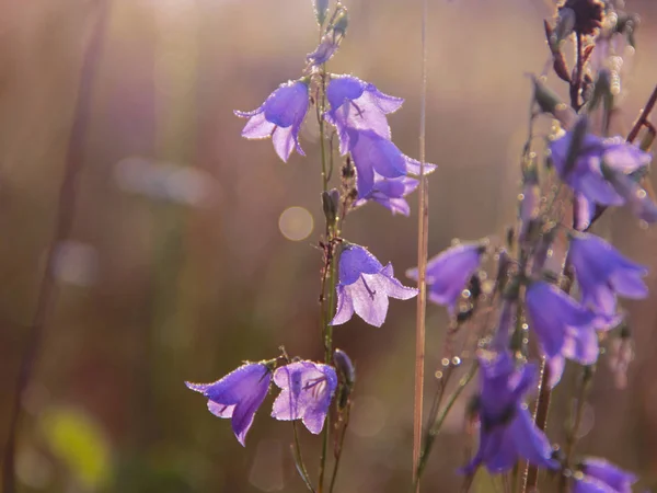 露の滴でブルーベル ホタルブクロの花 ブルーベルの美しい紫の花には 朝露の水滴が覆われています 朝の涼しさ 夜明けの野の花 水の滴を持つ花 — ストック写真