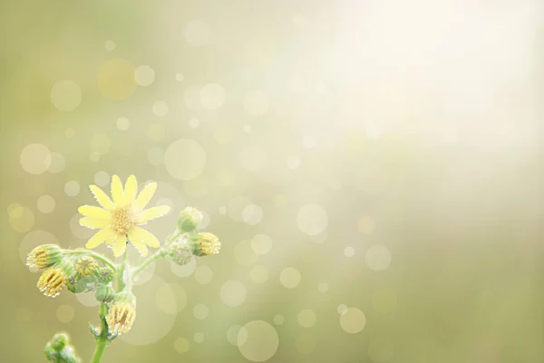 日当たりの良い光線に美しい黄色の花です 太陽を花します 朝の太陽 夜明けの野の花 太陽光線はボケ味を持つ花に落ちる — ストック写真