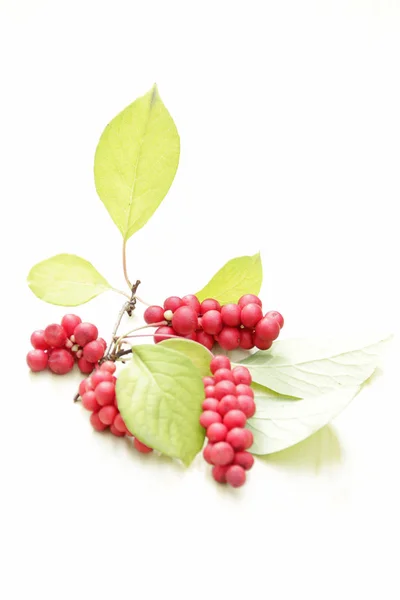 Branches Red Schisandra Clusters Ripe Schizandra Crop Useful Plant Fruits — Stock Photo, Image