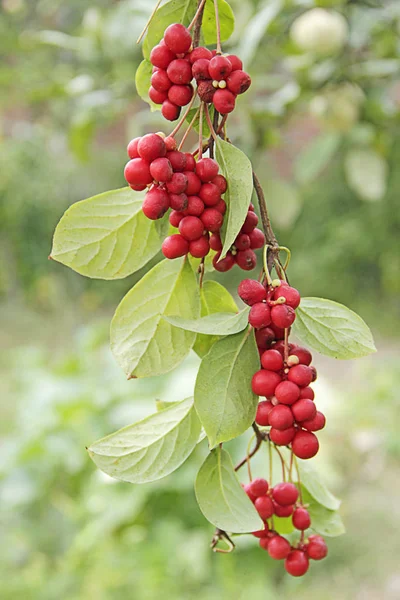 Kırmızı Schisandra Dallarında Olgun Schizandra Kümeleri Kırmızı Schizandra Dikey Olarak — Stok fotoğraf