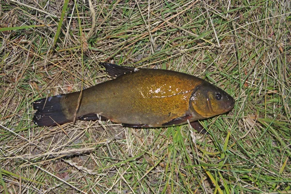 Fångade Sutare Handpåläggning Grönt Gräs Lyckat Fiske Fångad Fisk — Stockfoto