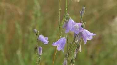 Bluebells Çiy damlaları içinde. Çan çiçeği çiçek. Bluebells güzel mor çiçekler sabah çiy damlacıkları kaplı. Sabah serinlik. Şafakta kır çiçekleri. Su damlaları çiçeklerle