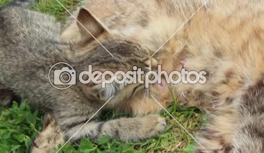 Anne kedi süt emme gri kedi yavrusu. Süt emme kedicik. Bebek kedi emme anne