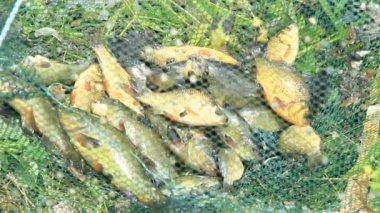 Kadife balığı yakaladı ve crucians. Başarılı Balık tutma. Zengin balıkları yakalamak. Şanslı Balık tutma. Şanslı balıkçılık sonra yakalanan balıklar. Havuz havuz kafes yakalanan balıkta. Kaçak avcılık