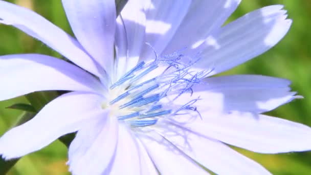 Blue Flowers Cichorium Blooming Summer Closeup Medicinal Flowers Grow Road — Stock Video