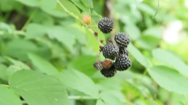 黑莓浆果挂在灌木上 成熟的悬钩子花蓟马在树枝上 特写成熟的覆盆子 花蓟马悬钩子的收获 — 图库视频影像