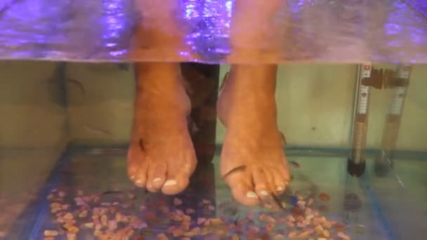 Young Woman Receiving Massage Small Fishes Peeling Fish Girl Enjoying — Stock Video