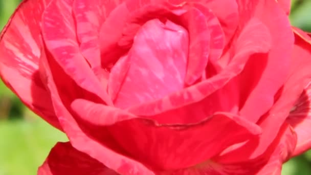 红玫瑰在花园里生长 美丽的花朵特写在花园里绽放 美丽的玫瑰花盛开在夏天 红玫瑰特写 — 图库视频影像