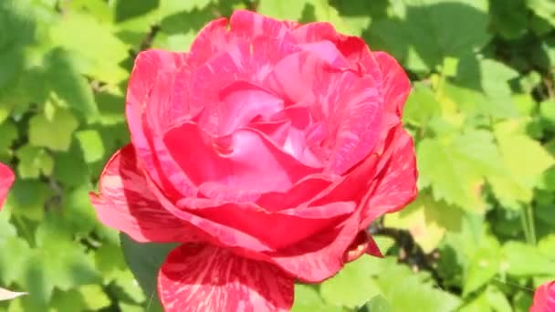 Rosa Rossa Che Cresce Giardino Bellissimo Fiore Primo Piano Fioritura — Video Stock