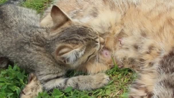 Graues Kätzchen Saugt Milch Von Der Katzenmutter Kleine Kätzchen Saugen — Stockvideo