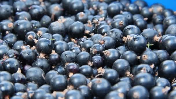 Haufen Schwarzer Johannisbeeren Großaufnahme Reiche Ernte Von Beeren Der Schwarzen — Stockvideo