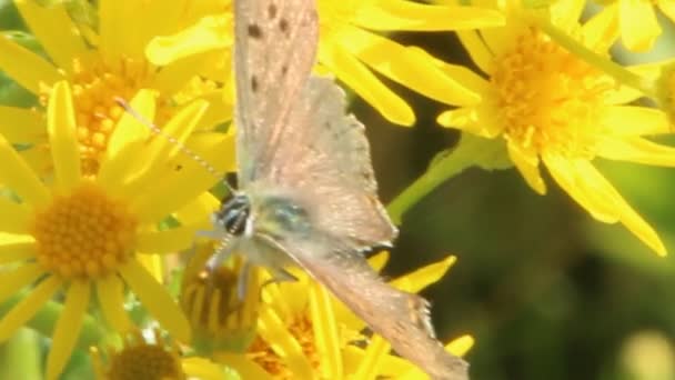 Vlinder Verzamelen Van Nectar Uit Bloemen Van Senico Jakobskruiskruid Bloemen — Stockvideo