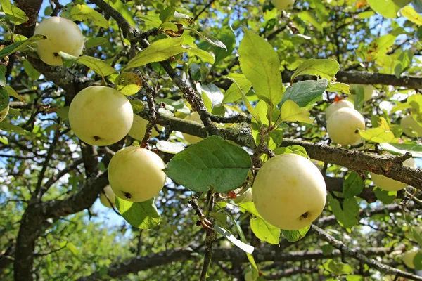 Ripe apples hang on tree in garden. Rich crop of white apples in rural garden. White apples hanging on trees at orchard. Apple garden