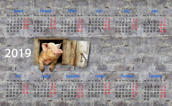 Calendar for 2019 with amusing pig on brick wall background. Pig symbol of next year. Domestic animal with calendar. Calendar for office and home using