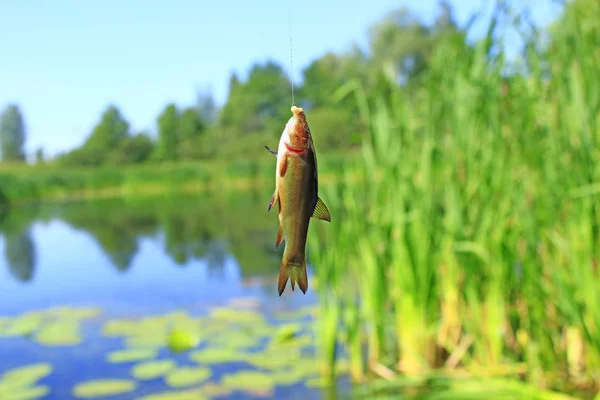 小さなテンチは釣り竿に引っ掛かって 杖と池の背景に魚 フックを魚します 夏の釣り — ストック写真