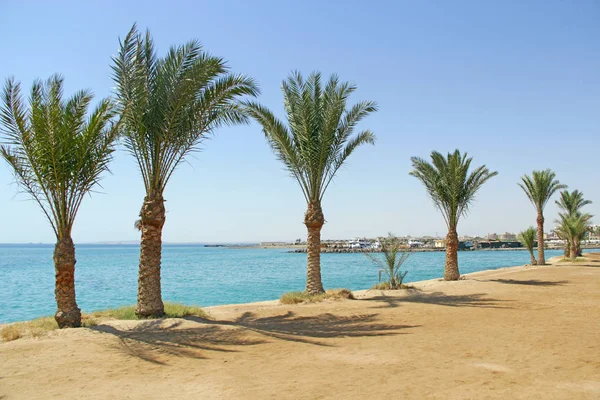 Пляжные Пальмы Ряд Пальм Растет Берегу Моря Тропический Курорт Египте — стоковое фото
