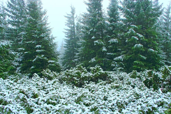 Bosque Verde Denso Con Abetos Después Primera Nieve Año Bosque — Foto de Stock