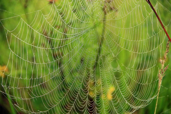 植物は夜明けに湿った網に包まれます クモの巣に潜れ 夏の花をウェブで 草の間の夏のフィールドに住んでいるクモの家 クモの巣の水滴 — ストック写真