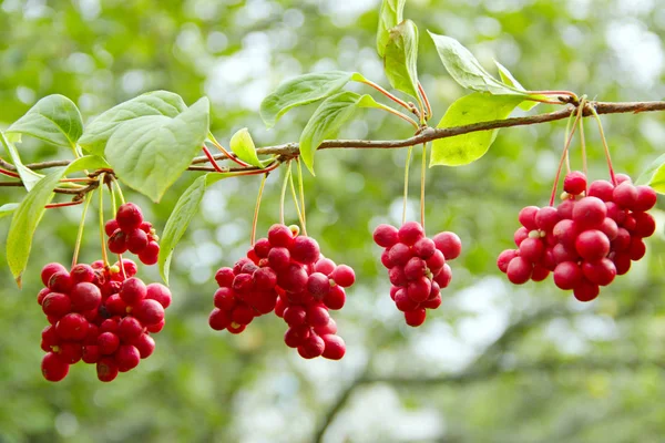 赤の五味 熟した Schizandra のクラスター 有用な植物の作物 Schizandra 緑の枝の行でハングします Schizandra 成虫は枝に果実を持つ植物します 韓国の — ストック写真