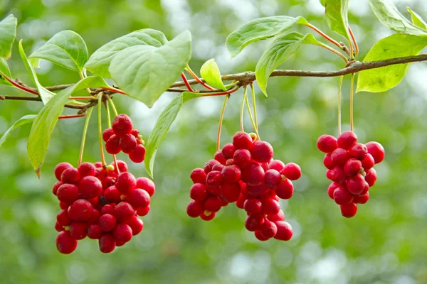 Kırmızı schisandra dallarında. Olgun schizandra kümeleri. Faydalı bitki ürün. Kırmızı schizandra satır yeşil dalı üzerinde dur. Schizandra chinensis bitki meyve dalı ile. Schizandra omija Kore