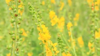 Agrimonia Eupatoria 'nın sarı çiçekleri tarlada çiçek açıyor. Agrimonia Eupatoria bitkisi. Yaygın tarımsal sarı çiçekler kapanıyor. İlaç fabrikası.