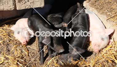 Domuzlar oyun ve çiftlik bahçesinde uyku. Pembe domuz yavruları güneş ve siyah neşeli çalıştırmak güneşlenmek. Komik domuzlar. Domuz yavruları oyun bahçesinde genç bebek