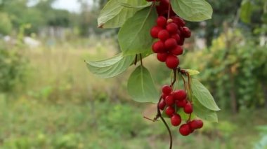 Kırmızı schisandra dallarında. Olgun schizandra kümeleri. Faydalı bitki ürün. Kırmızı schizandra satır yeşil dalı üzerinde dur. Schizandra chinensis bitki meyve dalı ile