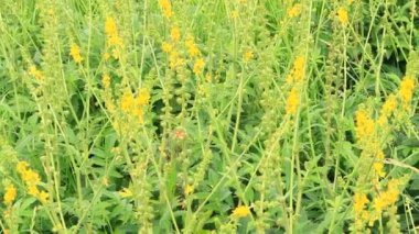 Agrimonia Eupatoria 'nın sarı çiçekleri tarlada çiçek açıyor. Agrimonia Eupatoria bitkisi. Yaygın tarımsal sarı çiçekler kapanıyor. İlaç fabrikası.