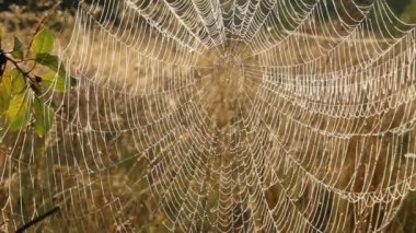 Bitki şafakta ıslak ağa sarılır. Örümcek ağındaki çiy tanesi. Ağda yaz çiçekleri. Yaz tarlasında otların arasında yaşayan örümcek evi. Örümcek ağında su damlacıkları