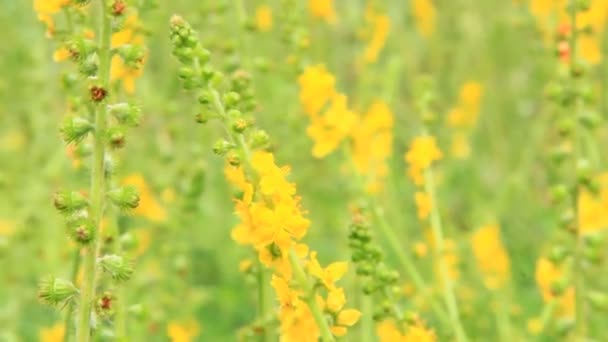 Żółte Kwiaty Agrimonia Eupatoria Kwitnące Polu Ziołowa Roślina Pospolita Agrimonia — Wideo stockowe