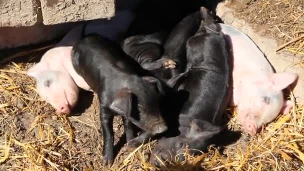 Свиньи Играют Спят Дворе Фермы Розовые Поросята Греются Солнце Черные — стоковое видео